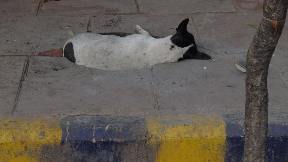 Dog In Sidewalk Crevice, India